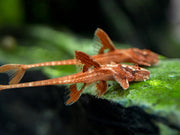 Whiptail Catfish